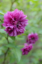 Salmonberry, Rubus spectabilis 'Olympic double', Close view of one magenta flower with others behind.