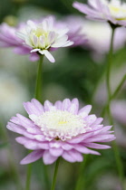 Marguerite daisy, Argyranthemum frutescens cultivar, Side view of flowers with mauve outer petals and cream inner petals on long stems.