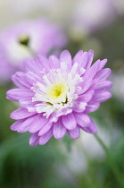 Marguerite daisy, Argyranthemum frutescens cultivar, Front view of flower with mauve outer petals and cream inner petals.