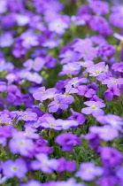 Aubrieta columnae, Close view of masses of small pruple flowers.