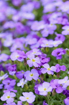 Aubrieta columnae, Close view of masses of small purple flowers.