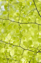 Beech, Fagus sylvatica, View looking up underneath twigs with bright green spring leaves in dappled sunlight.