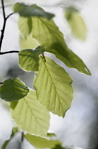 Beech, Fagus sylvatica, Side view of small twig with soft spring leaves, and backlight showing veins.