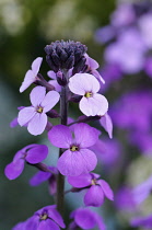 Perennial wallflower, Erysimum 'Bowles Mauve', Close view of one flowerhead of pale and darker purple flowers.