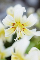 Fawn lily, Erythronium californicum 'White Beauty', Close view of one flower with white reflex petals tinged with yellow towards the centre and a splash of red.