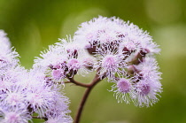 Purple mist flower, Eupatorium megalophyllum, Panicle of fluffy spidery lilac mauve flowers.