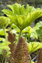 Gunnera manicata, Side view of emerging spikey spring leaves with large flower spikes.