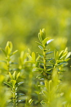 Boxleaf hebe, Hebe odora, Side view of several sprigs of leaves with selective focus.