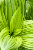 Black false hellebore, Veratrum nigrum, Bright green ribbed large leaves creating a pattern.