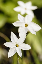 Spring Starflower, Ipheion uniflorum 'Album', Top view of a few white flowers.