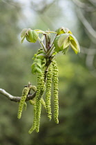 Heartnut, Juglans ailantifolia, Side view of long green catkins and new leaves emerging on the end of a twig.