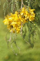 Cook Strait Kowhai, Sophora molloyi, Panicles of dense yellow flowers dangling among tiny green leaves.