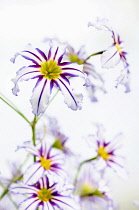 Andean glory of the sun lily, Leucocoryne vittata, Close top view of several white flowers with purple stripes and yellow centres creating a pattern.