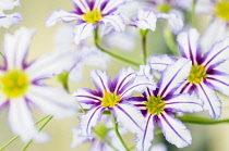 Andean glory of the sun lily, Leucocoryne vittata, Close top view of several white flowers with purple stripes and yellow centres creating a pattern.