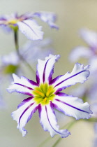 Andean glory of the sun lily, Leucocoryne vittata, Close top view of one white flower with purple stripes and yellow centre.