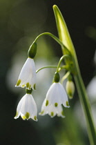 Summer snowflake, Leucojum aestivum, Side view of cluster of white bells tipped with green.