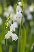 Summer snowflake, Leucojum aestivum, Side view of cluster of white bells tipped with green, Others in background.