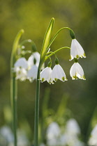 Summer snowflake, Leucojum aestivum, Side view of cluster of white bells tipped with green, in golden sunlight, another soft focus behind.