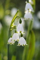 Summer snowflake, Leucojum aestivum, Side view of cluster of white bells tipped with green, others soft focus behind.