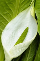 Skunk Cabbge, Lysichiton americanus, Close up showing white petail and green stamen.