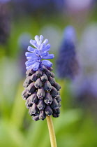 Grape hyacith, Muscari,  Close up showing flowering top.