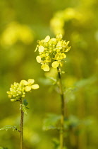White mustard, Sinapis alba, Often grown as green manure, Side view of two stems with yellow flowers and buds with others behind.