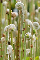 Fern, Osmunda regalis, Side view of many unfurling stems with white downy hairs over the tips.