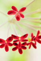 Pelargonium ardens, Close up of small red flowers each with five petals.