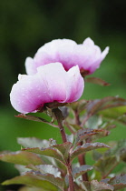 Peony, Paeonia mascula, Side view of 2 stems with half open deep pink bowl shaped flowers fading to white, Raindrops, Pink tinged foliage.