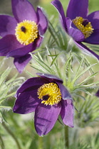 Pasque flower, Pulsatilla vulgaris, Slightly overhead view of 3 open  deep burgundy flowers showing bright yellow stamens, surrounded by hairy foliage, In sunlight.