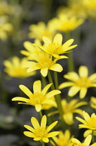 Lesser celandine, Ranunculus ficaria 'Brazen Hussy', Several open daisy shape yellow flowers with yellow stamens.