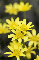 Lesser celandine, Ranunculus ficaria 'Brazen Hussy', Several open daisy shape yellow flowers with yellow stamens.