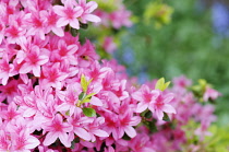 Azalea, Rhododendron 'Pekoe', Multiple pink flowers on a bush with foliage, creating a pattern.