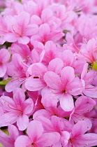 Japanese azalea, Rhododendron 'Hinomayo', Top view of many pink flowers creating a pattern.