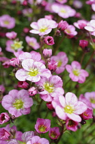 Saxifrage, Saxifraga 'Early pink', Several stems with open flowers and buds, pale pink streaked with darker pink and greeny centres.