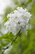 Lilac, Syringa oblata, One flowering panicle with many small white flowers.