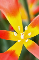 Tulip, Tulipa vvedenskyi, Closeup of red tipped yellow petals shwing stamen.