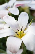 Tulip, Tulipa 'Lady Jane'. Top view of one fully open white flower with yellow stamens tipped with  brown, Others behind,