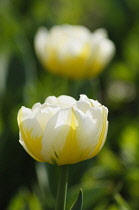 Tulip, Tulipa 'Flaming Evita', Side view of a double white flower with a yellow flame marking, another behind.