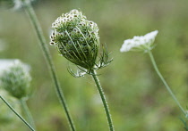 Carrot, Wild carrot, Daucus carota. Side view of one seedhead with umbels of small hairy seeds and a flower soft focus behind.
