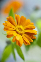 Marigold, Calendula officinalis. Close front view of one open orange flower with leaves behind. Selective focus.