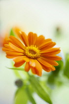 Marigold, Calendula officinalis. Close front view of one open orange flower with leaves behind. Selective focus.