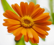 Marigold, Calendula officinalis. Close front view of one open orange flower with leaves behind. Selective focus.