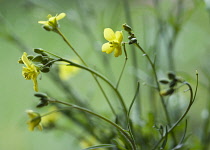 Rocket, Eruca vesicaria sativa. Close side view of leaves and yellow flowers.