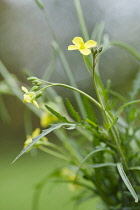 Rocket, Eruca vesicaria sativa. Close side view of leaves and yellow flowers.