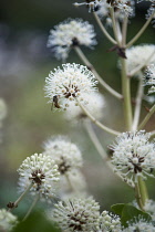 Fatsia, Fatsia japonica. Side view of spherical white flowers on stems with wasp collecting pollen.