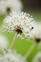 Fatsia, Fatsia japonica. Close side view of spherical white flower on stem with fly collecting pollen.