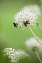 Fatsia, Fatsia japonica. Side view of spherical white flowers on stems with wasp collecting pollen.