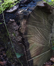 Close view of sawn tree trunk showing the saw's marks and woodworm holes in the bark as it decays. Stem of bramble starting to grow over it.