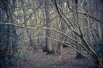 Hornbeam, Carpinus betulus woodland in winter with many multistemed trunks and branches creating a pattern. Manipulated colours.